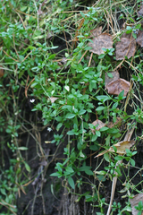 Stellaria crassifolia