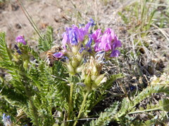 Oxytropis borealis