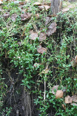 Stellaria crassifolia