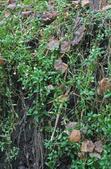 Stellaria crassifolia