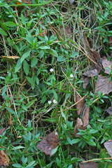 Stellaria crassifolia