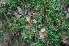 Stellaria crassifolia