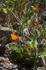 Calendula arvensis