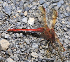 Sympetrum striolatum imitoides