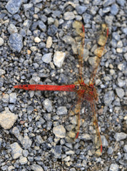 Sympetrum striolatum imitoides