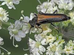 Anogcodes ustulatus