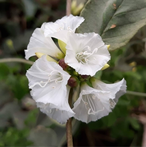 Convolvulus nodiflorus Desv.