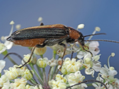 Anogcodes rufiventris