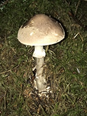 Amanita porphyria