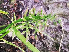 Poa annua