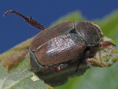 Hoplia argentea