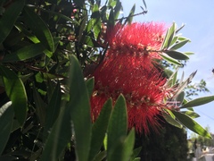 Melaleuca citrina