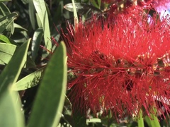 Melaleuca citrina