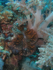 Tridacninae