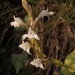 Satyrium situsanguinum - Photo (c) Mark Johnston, alguns direitos reservados (CC BY-NC), enviado por Mark Johnston