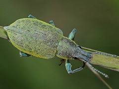 Chlorophanus gibbosus