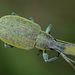 Chlorophanus gibbosus - Photo (c) Felix Riegel, some rights reserved (CC BY-NC), uploaded by Felix Riegel