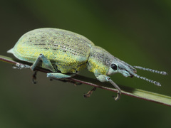 Chlorophanus gibbosus