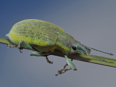 Chlorophanus gibbosus
