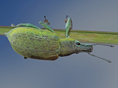 Chlorophanus gibbosus