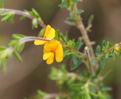 Pultenaea hispidula