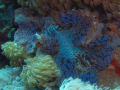 Tridacninae
