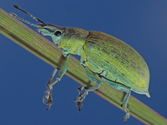 Chlorophanus gibbosus