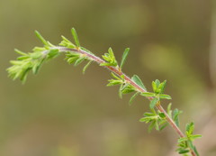 Pultenaea hispidula