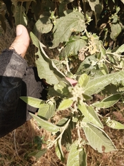 Buddleja sessiliflora