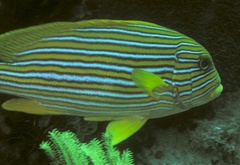 Plectorhinchus polytaenia