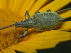Chlorophanus gibbosus