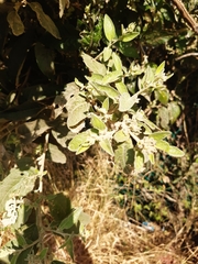 Buddleja sessiliflora