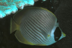 Chaetodon adiergastos