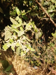 Buddleja sessiliflora
