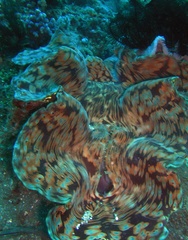 Tridacninae