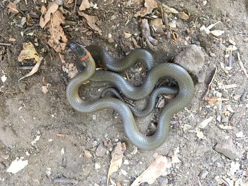 iNaturalist observation photo of Ring-necked Snake