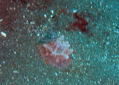Halgerda