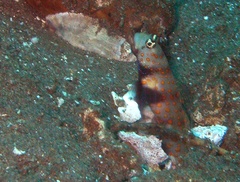 Amblyeleotris guttata