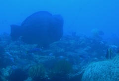 Bumphead Parrotfish