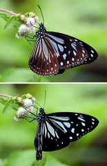 Parantica luzonensis