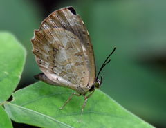 Miletus melanion