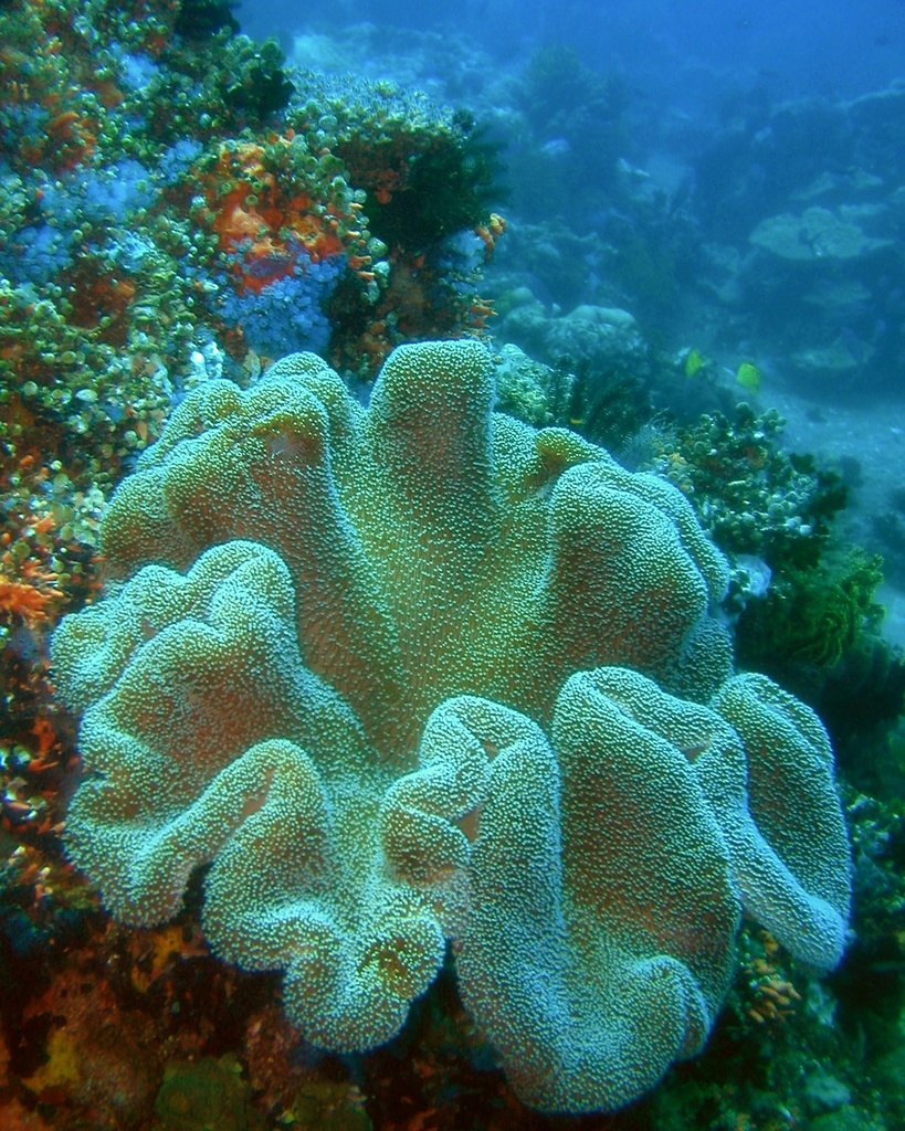 Toadstool Leather Corals from Central Visaya on May 26, 2003 by ca ...