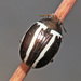 Ragweed Leaf Beetle - Photo (c) V.S. Volkotrub, some rights reserved (CC BY-NC), uploaded by V.S. Volkotrub