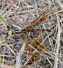 Zosteraeschna minuscula