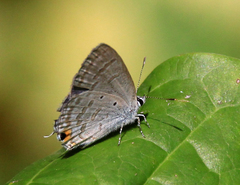 Catochrysops