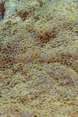 Fimbriaphyllia ancora