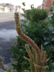 Amaranthus hybridus
