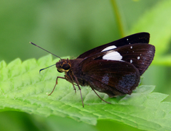 Notocrypta feisthamelii