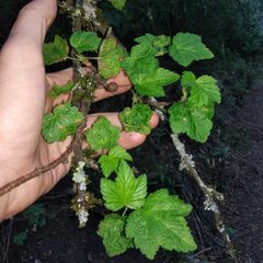 Ribes ciliatum