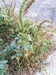 Amaranthus hybridus